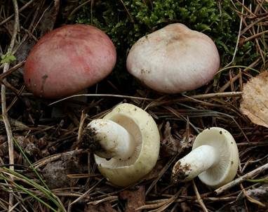 Verblassender Täubling, Foto 2