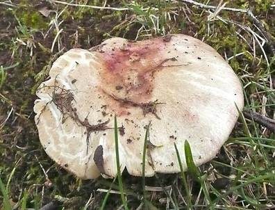 Verblassender Täubling, Foto 5