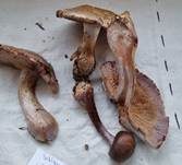 Verfärbender Schleimkopf, Foto 13