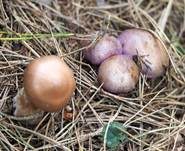 Verfärbender Schleimkopf, Foto 17