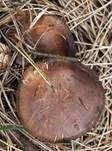 Verfärbender Schleimkopf, Foto 20