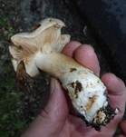 Verfärbender Schleimkopf, Foto 22