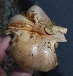 Verfärbender Schleimkopf, Foto 23