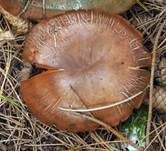 Verfärbender Schleimkopf, Foto 28