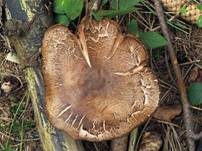 Verfärbender Schleimkopf, Foto 31