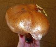 Verfärbender Schleimkopf, Foto 33