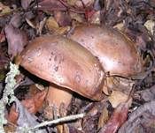 Verfärbender Schleimkopf, Foto 11