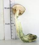 Verschiedenfarbener Raufußröhrling, Foto 29