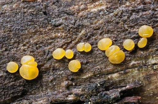 Verschiedensporige Gallertträne, Foto 2