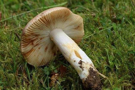 Vielfarbiger Täubling, Foto 4