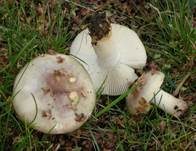 Vielfarbiger Täubling, Foto 9