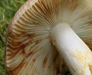Vielfarbiger Täubling, Foto 10