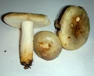 Vielfarbiger Täubling, Foto 11