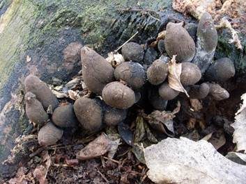 Vielgestaltige Holzkeule, Foto 4