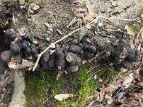 Vielgestaltige Holzkeule, Foto 38