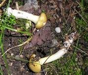 Violettblättriger Schleimkopf, Foto 9