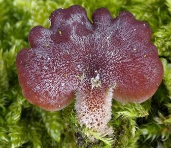 Violettblättriger Zwergknäueling, Foto 3