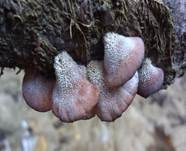 Violettblättriger Zwergknäueling, Foto 12
