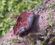 Violettblättriger Zwergknäueling, Foto 13