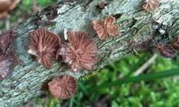 Violettblättriger Zwergknäueling, Foto 14