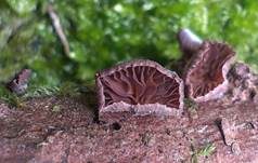 Violettblättriger Zwergknäueling, Foto 16