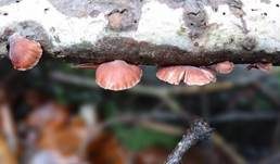 Violettblättriger Zwergknäueling, Foto 18