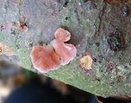Violettblättriger Zwergknäueling, Foto 20