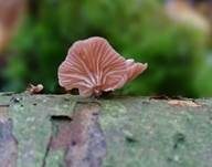 Violettblättriger Zwergknäueling, Foto 21