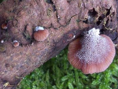 Violettblättriger Zwergknäueling, Foto 4