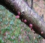Violettblättriger Zwergknäueling, Foto 23