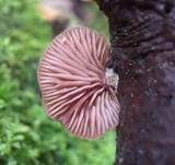 Violettblättriger Zwergknäueling, Foto 24