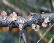 Violettblättriger Zwergknäueling, Foto 25