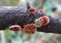 Violettblättriger Zwergknäueling, Foto 27
