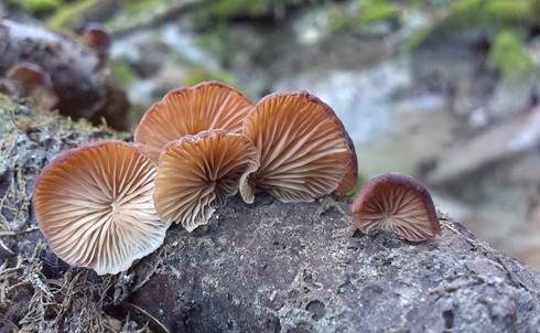 Violettblättriger Zwergknäueling, Foto 5