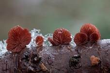Violettblättriger Zwergknäueling, Foto 6