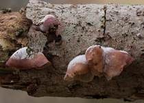 Violettblättriger Zwergknäueling, Foto 9