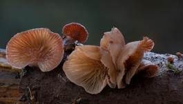 Violettblättriger Zwergknäueling, Foto 11