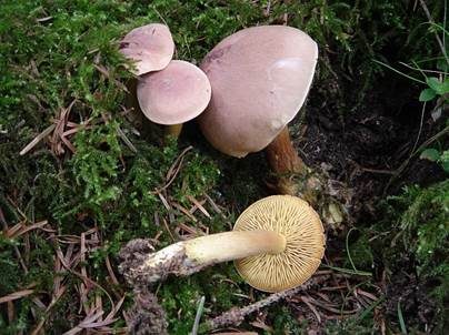 Violettbrauner Schwefelritterling, Foto 3