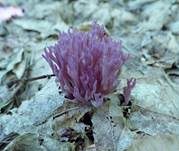 Violette Korallenkeule, Foto 7
