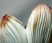 Brätlingstäubling, Foto 23