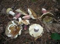 Brätlingstäubling, Foto 5