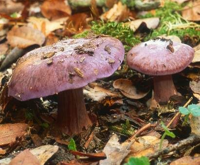 Violetter Klumpfuß, Foto 2