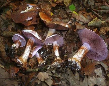 Violetter Klumpfuß, Foto 3