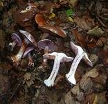 Violetter Klumpfuß, Foto 7
