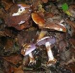 Violetter Klumpfuß, Foto 9