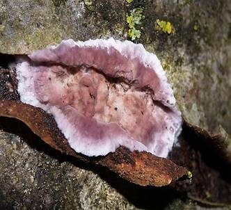Violetter Knorpelschichtpilz, Foto 3