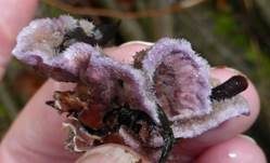 Violetter Knorpelschichtpilz, Foto 22