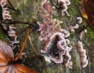 Violetter Knorpelschichtpilz, Foto 26