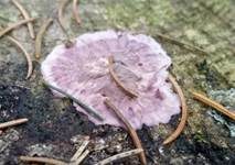 Violetter Knorpelschichtpilz, Foto 29