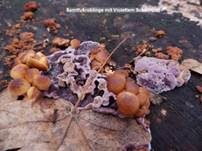 Violetter Knorpelschichtpilz, Foto 34